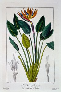 Uccello del paradiso, o fiore della gru, 1836